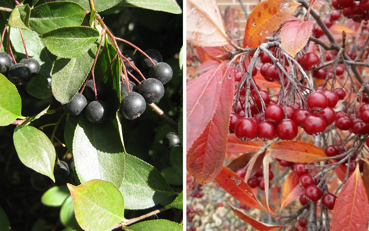 black and red chokeberries