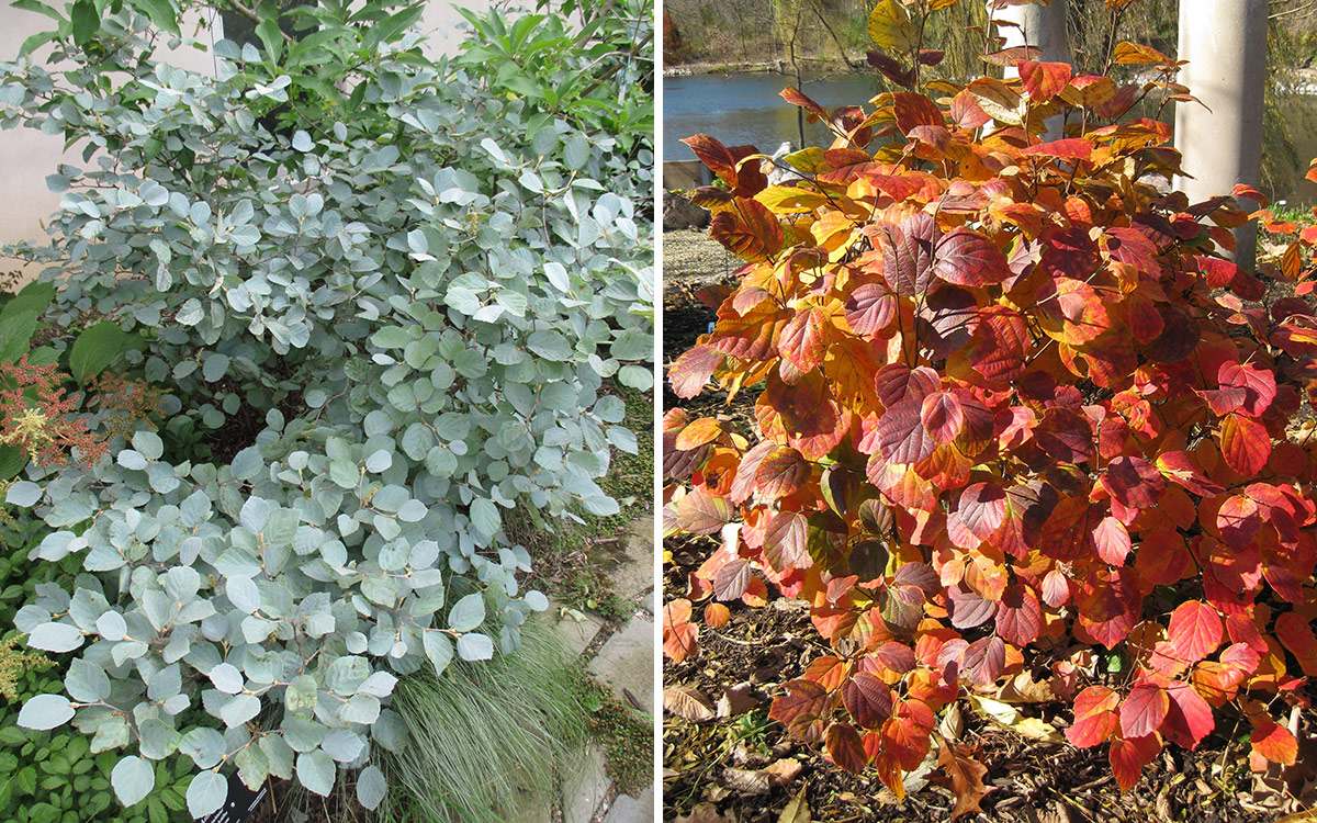 Dwarf witch alder with blue foliage and with fall foliage color