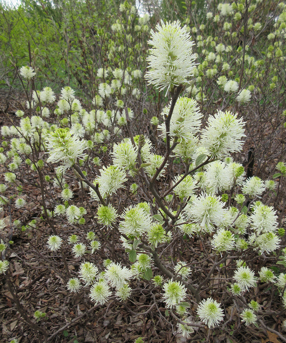 Fothergilla spring flowers