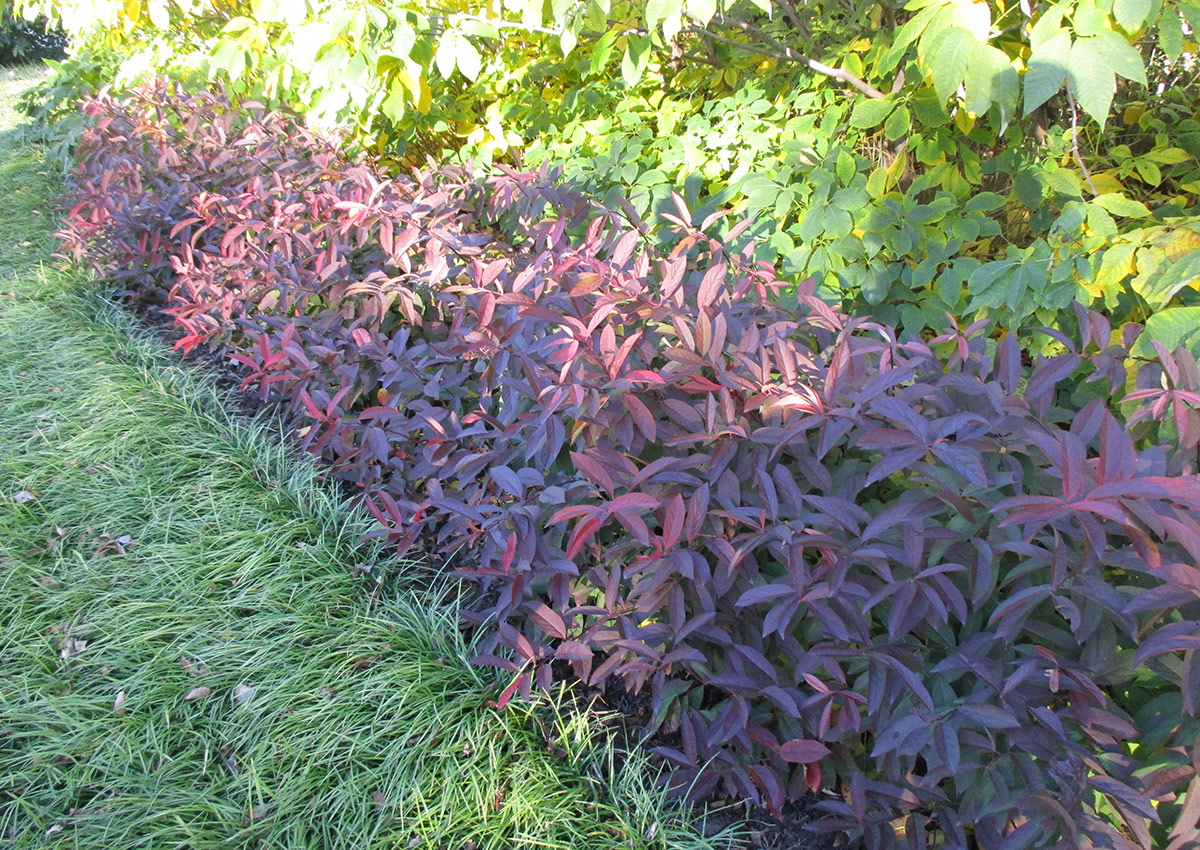 Henry's Garnet Virginia sweetspire