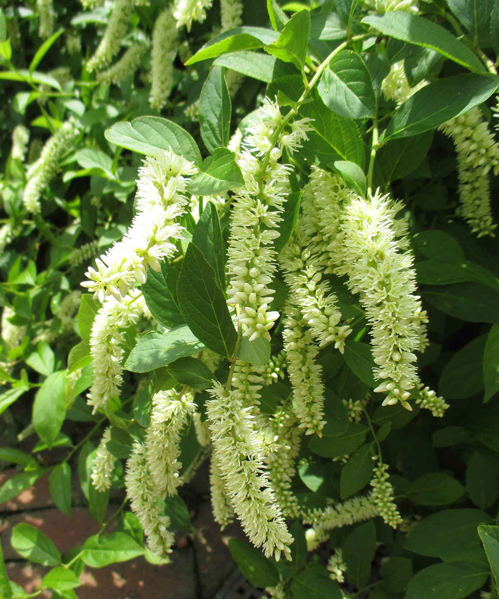 Virginia sweetspire drooping flowers