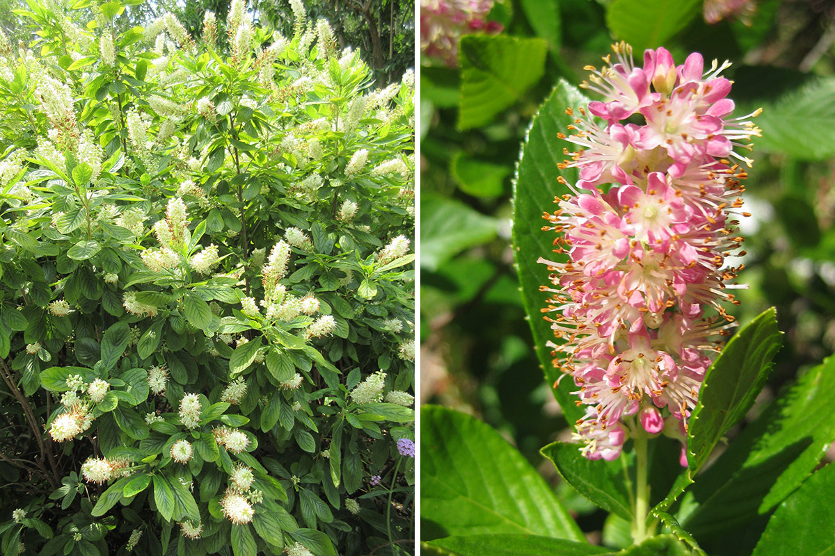 summersweet flowers