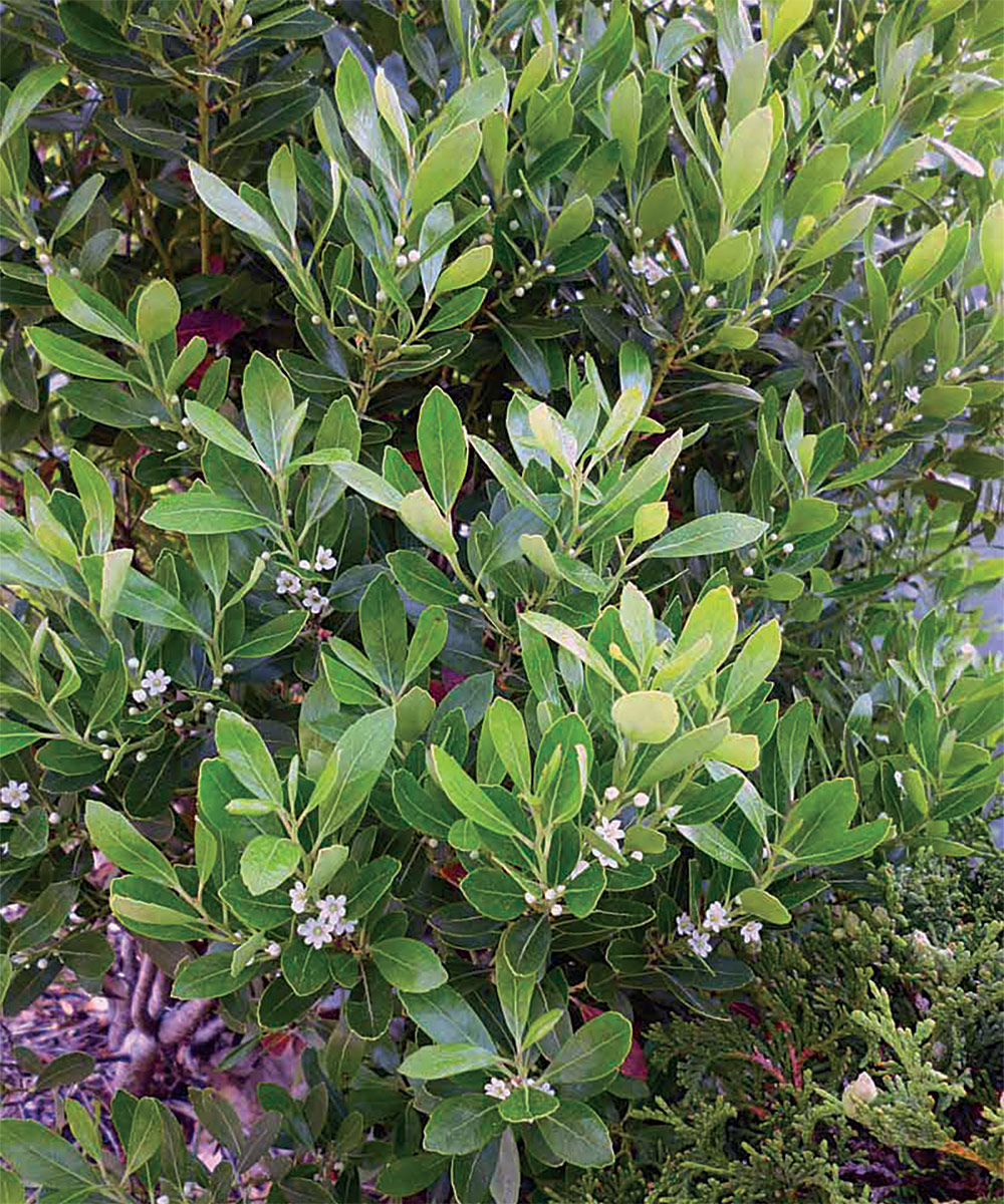 Shamrock inkberry