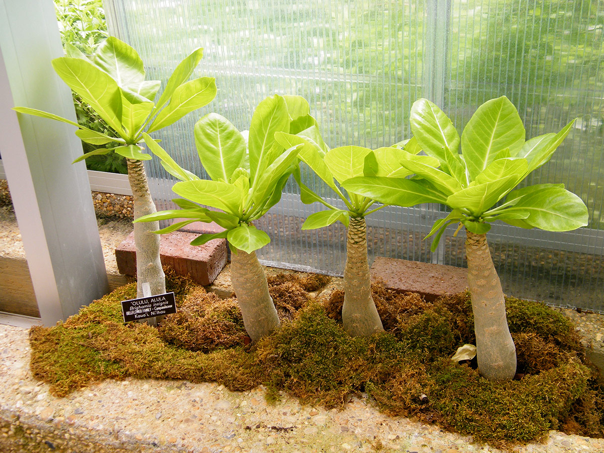Brighamia insignis at United States Botanic Garden