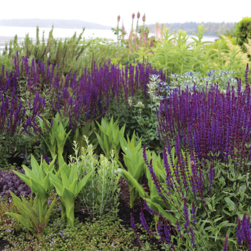 Salvia nemorosa Caradonna