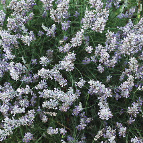 Hidcote lavender photo by Diana Koehm
