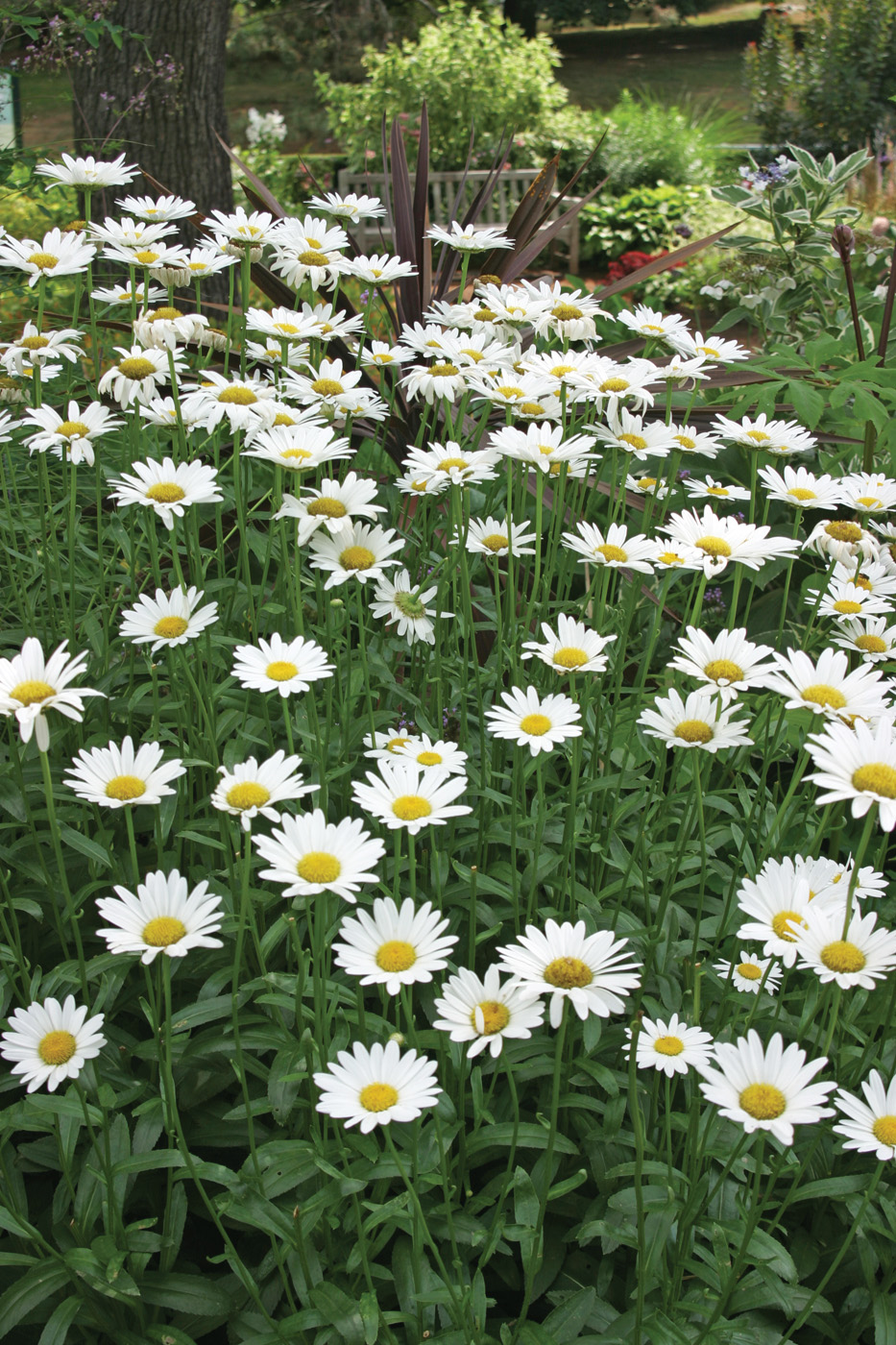 Leucanthemum × superbum 'Becky' photo by Michelle Gervais