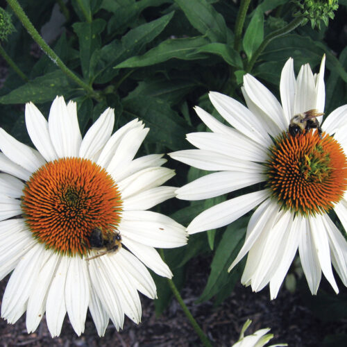 Echinacea purpurea_Fragrant Angel_ctsy Mt Cuba Center