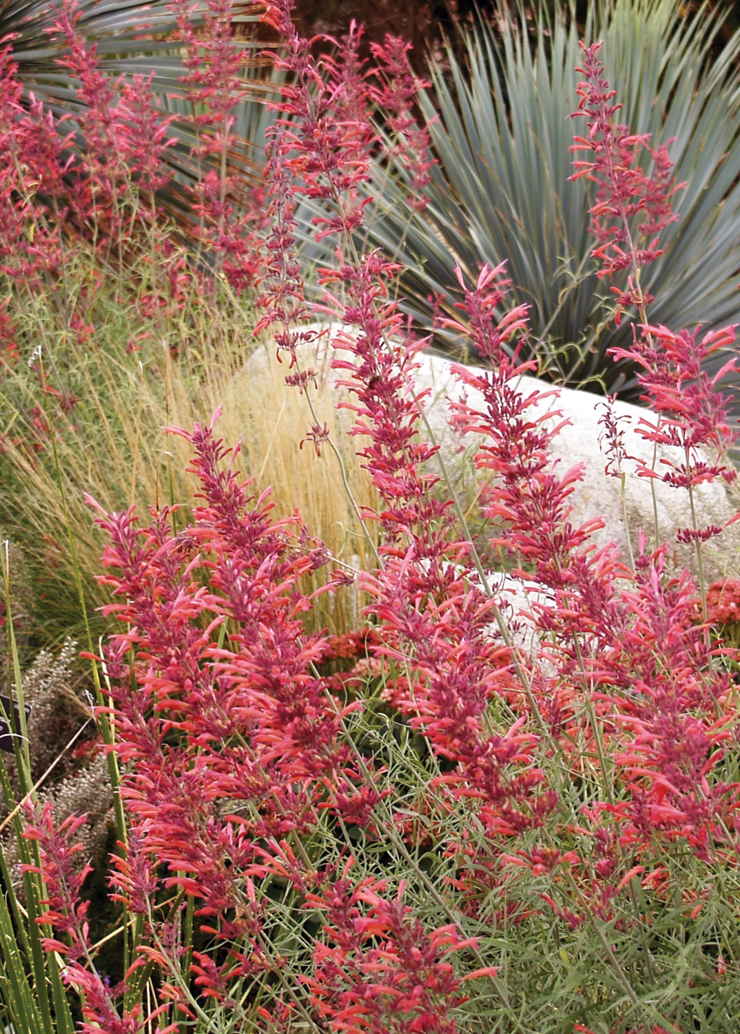 threadleaf giant hyssop