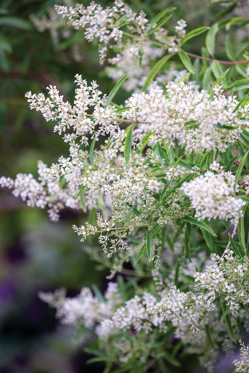 lemon verbena