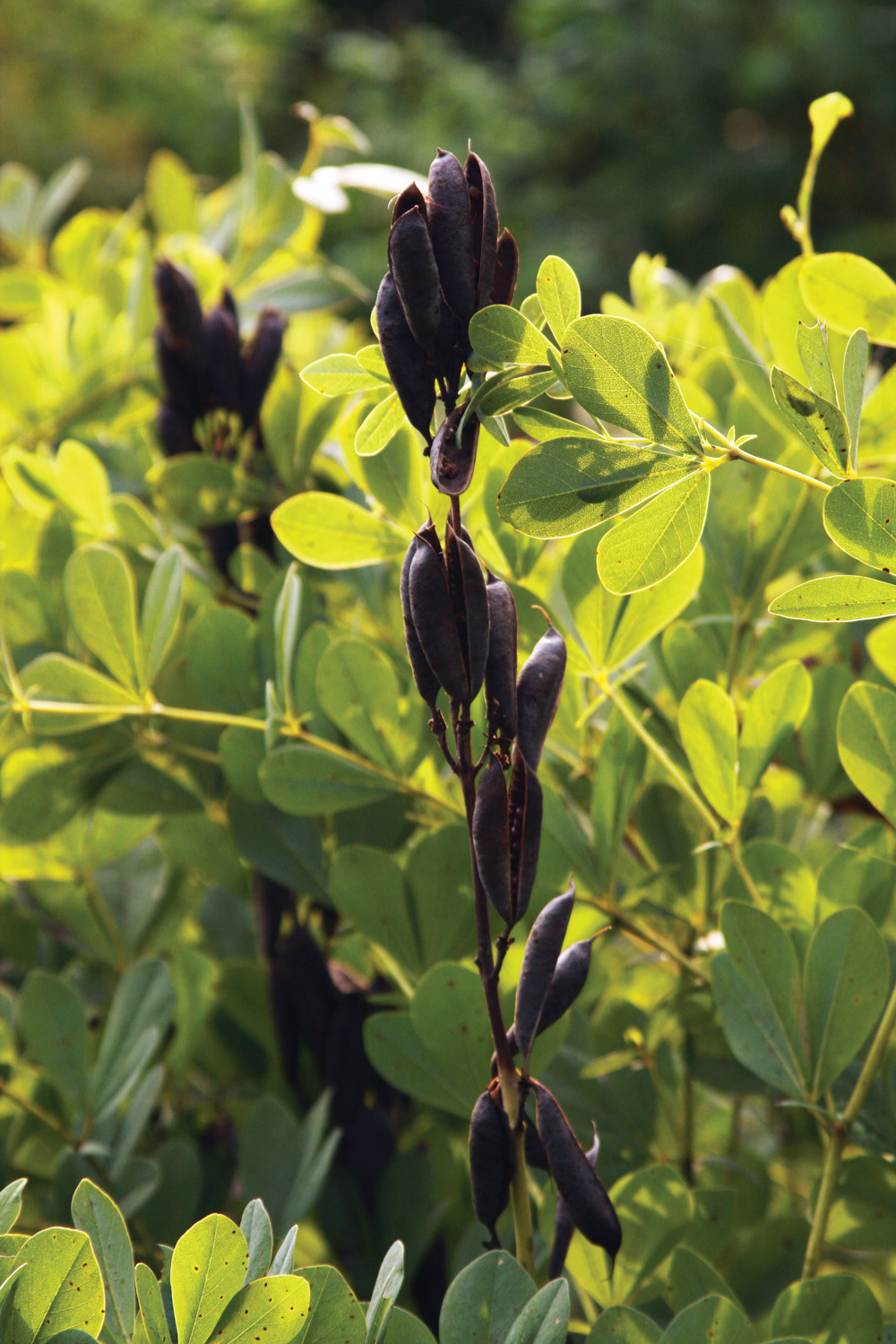 blue false indigo