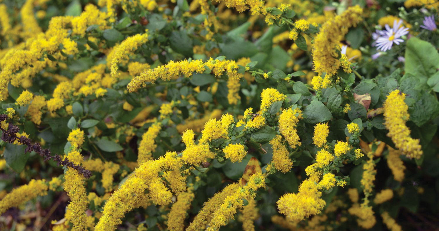golden fleece goldenrod