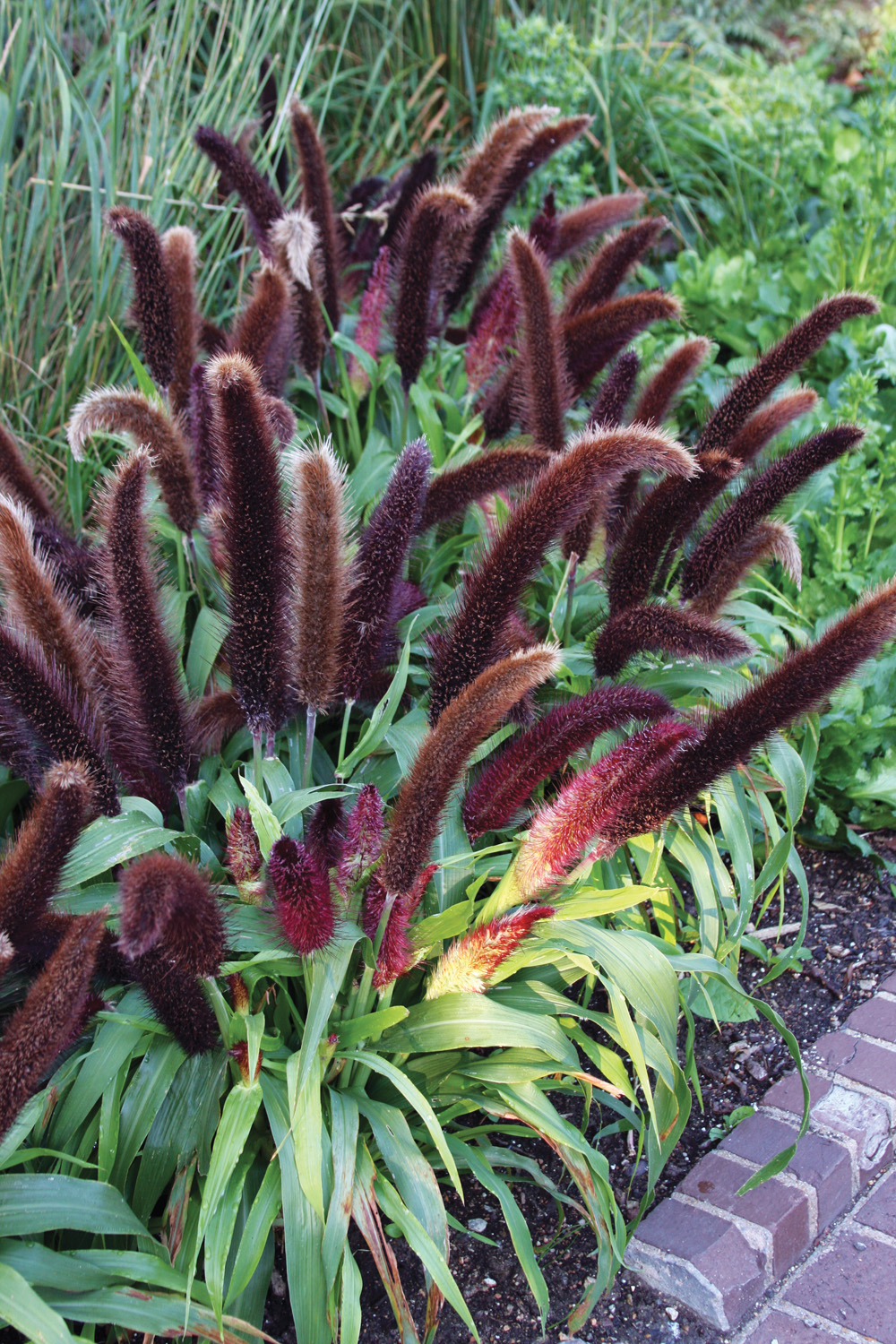 jade princess millet