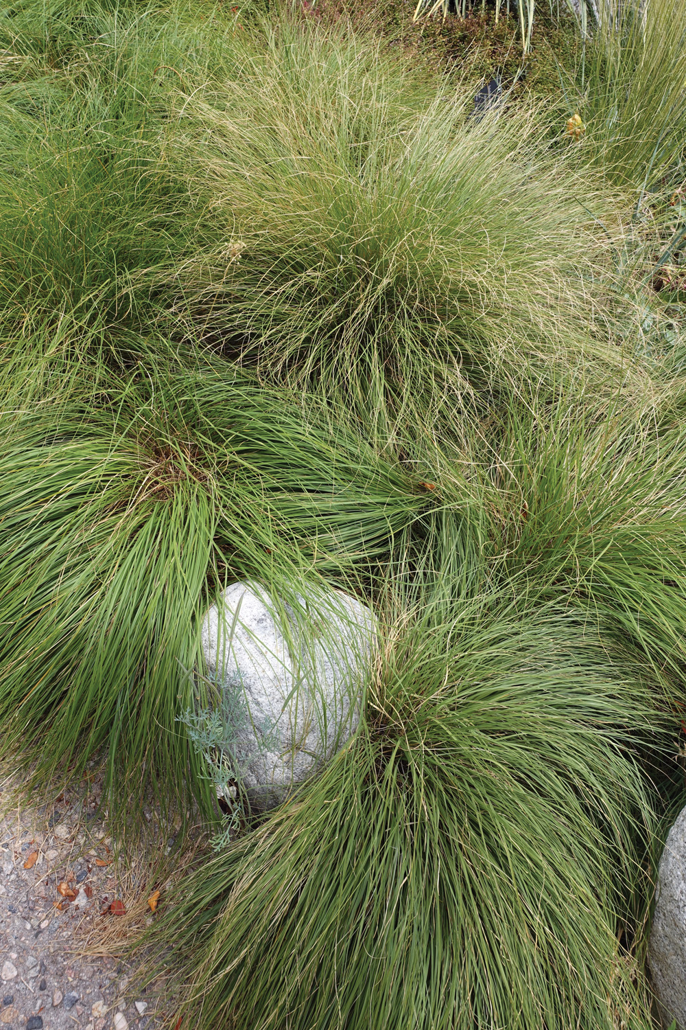 prairie dropseed