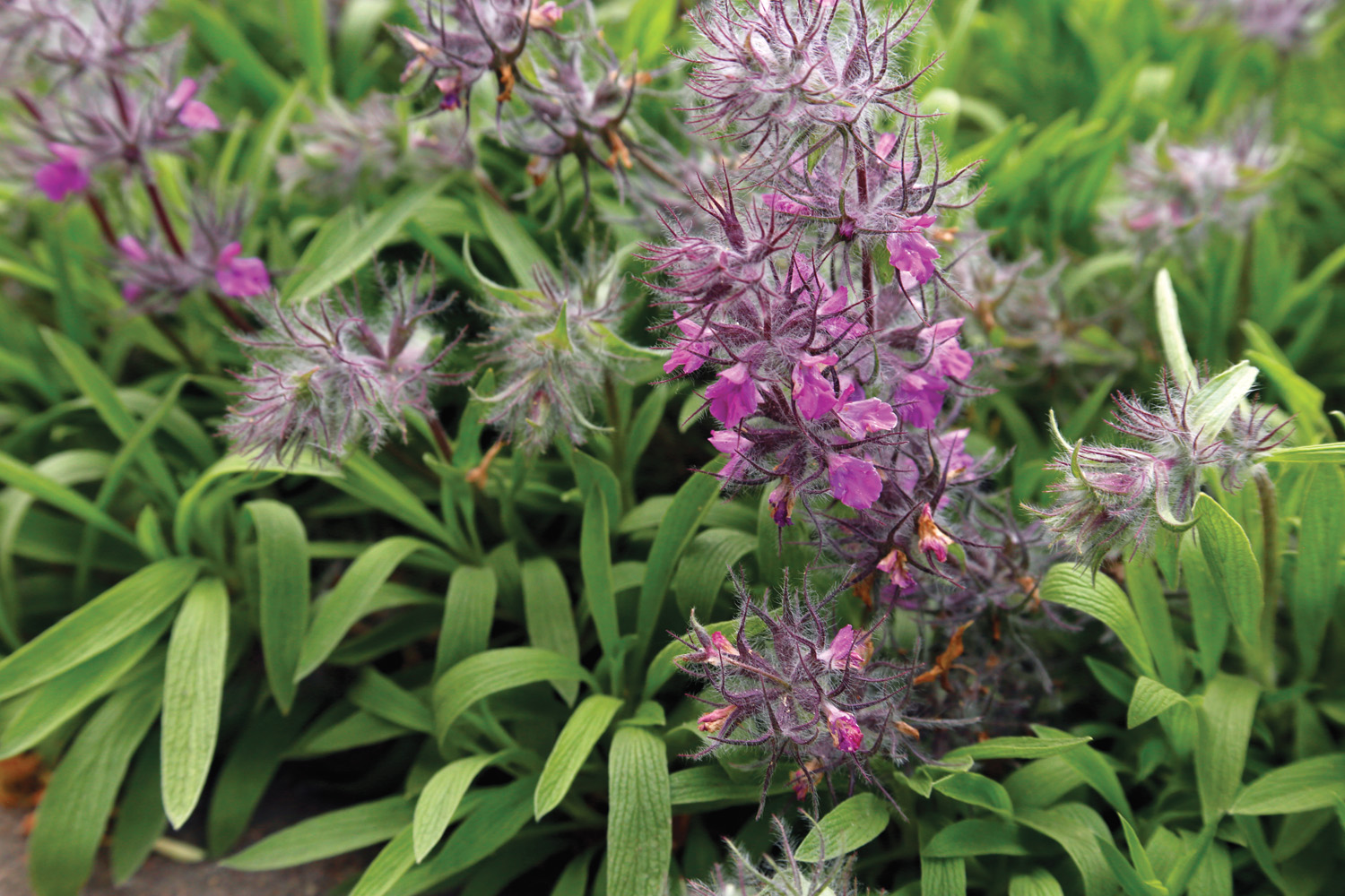 pink cotton lambs ear