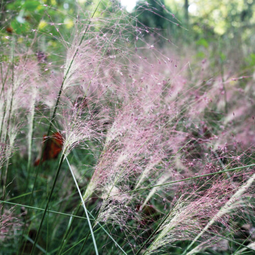 Muhlenbergia capillaris_ctsy Mt Cuba Center