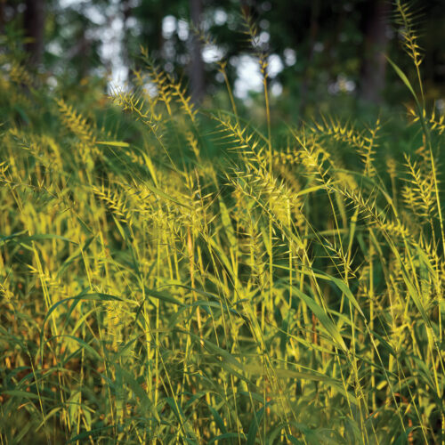 Sunlit golden Eastern Bottlebrush Grass or Elymus hystrix photographed in Minnesota with a shallow depth of