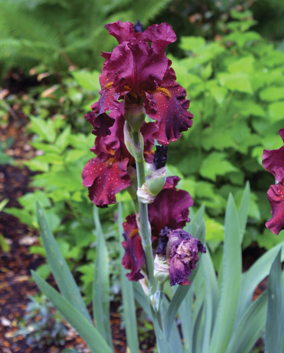 Iris x germanica Dynamite bearded iris photo by Michelle Gervais