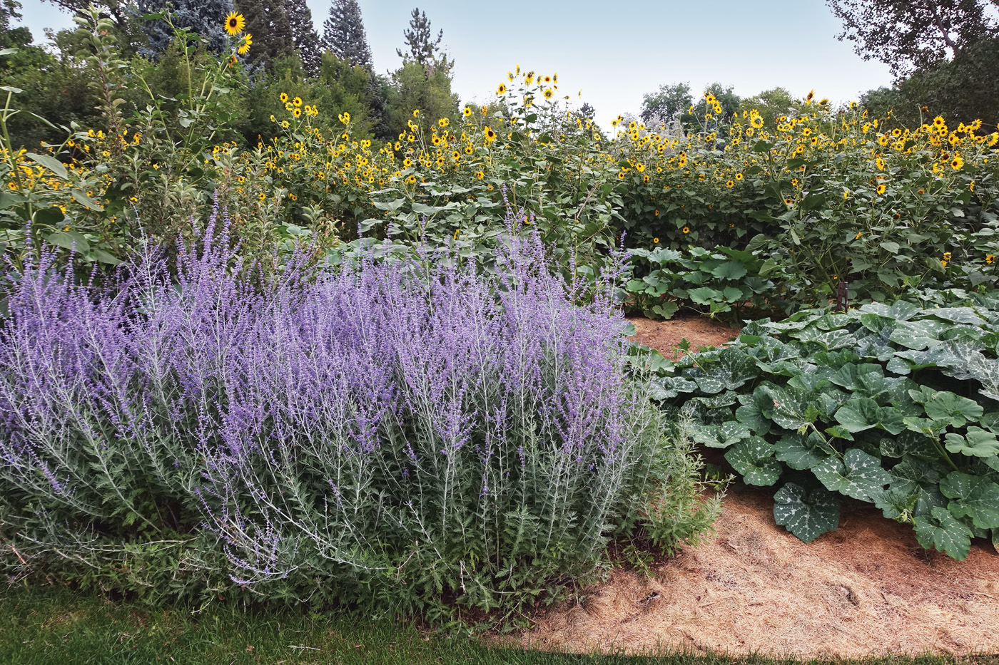 Salvia yangii syn Perovskia atriplicifolia