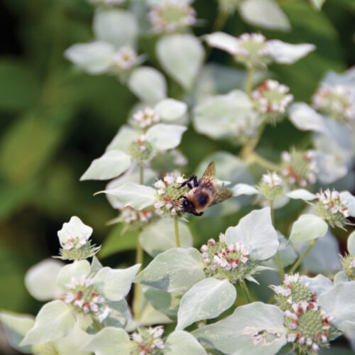 Pycnanthemum muticum closeup