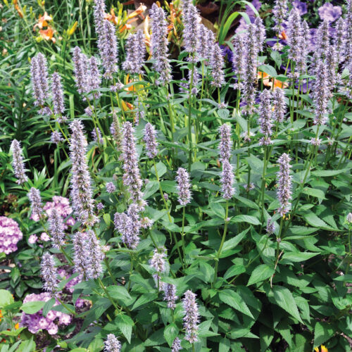 Agastache foeniculum by David McClure
