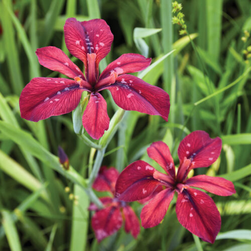 Iris fulva by Jack Coyier