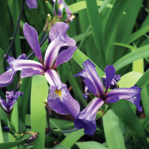 Iris Versicolor purple flame blue flag iris
