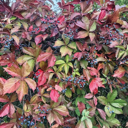 Parthenocissus quinquefolia fall color Photo courtesy Mt Cuba Center