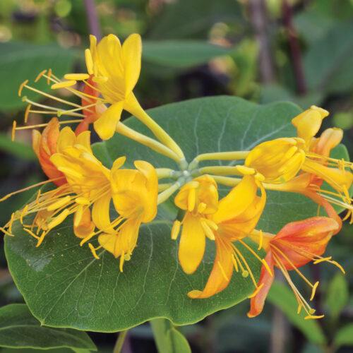 Lonicera flava AlC96811FV_millette