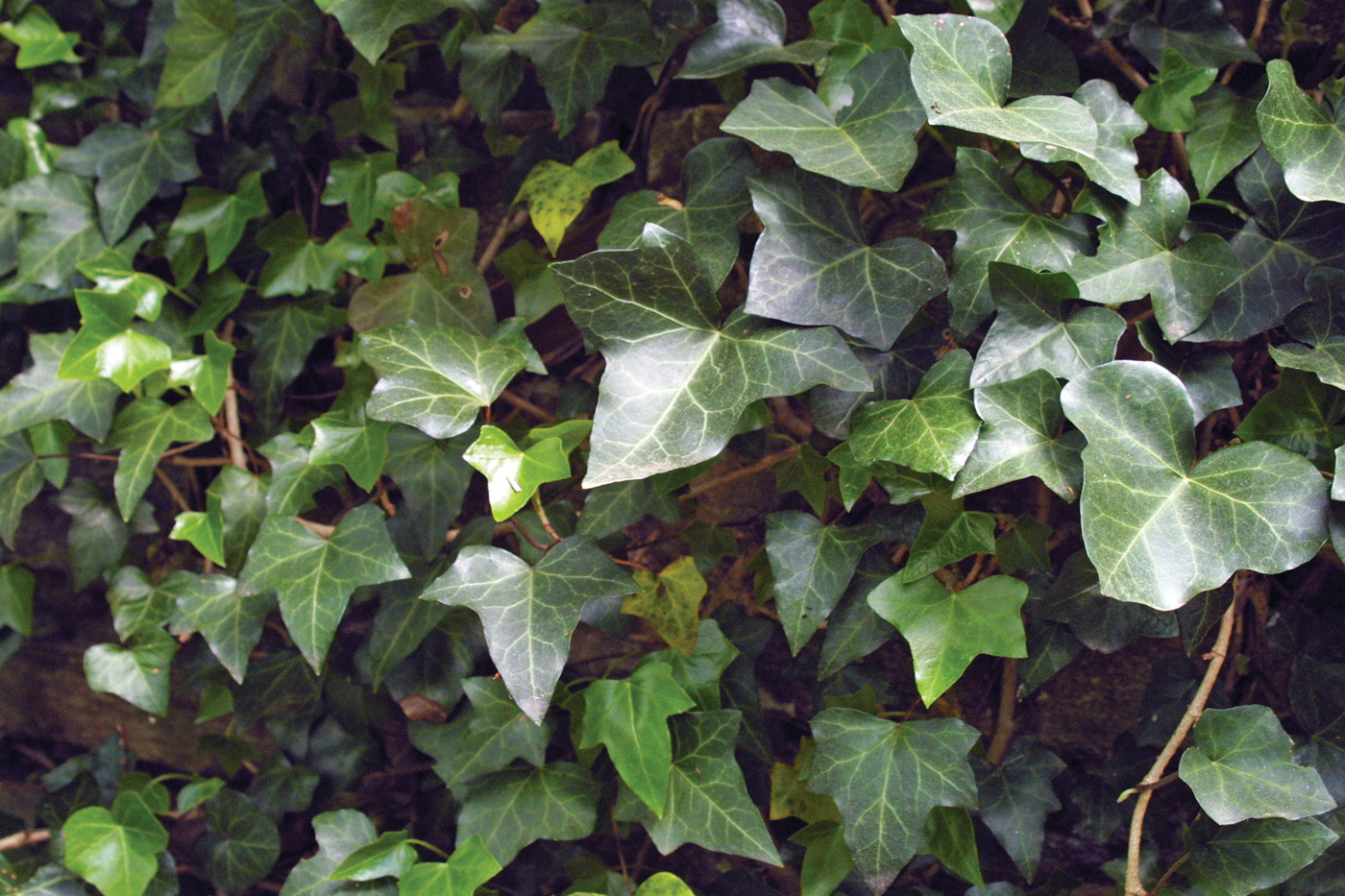 Hedera helix photo by Michelle Gervais