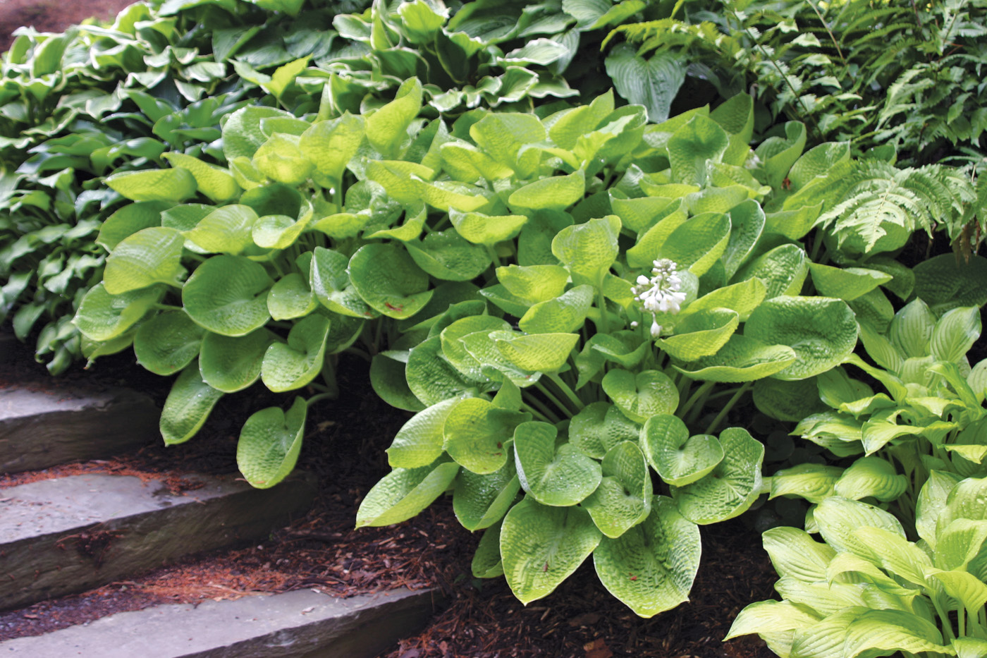 Hosta Aspen Gold photo by Michelle Gervais