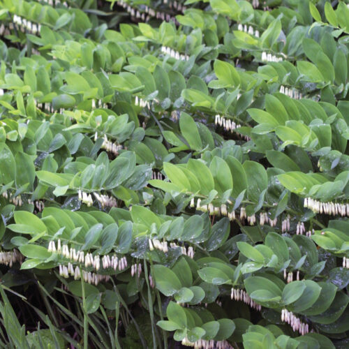 Polygonatum biflorum photo by Michelle Gervais