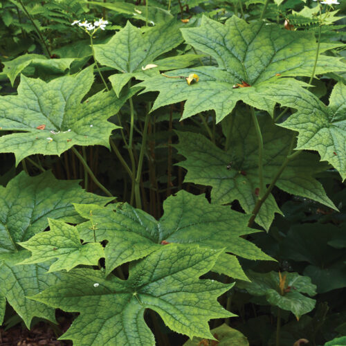 Diphylleia cymosa (umbrella leaf)
