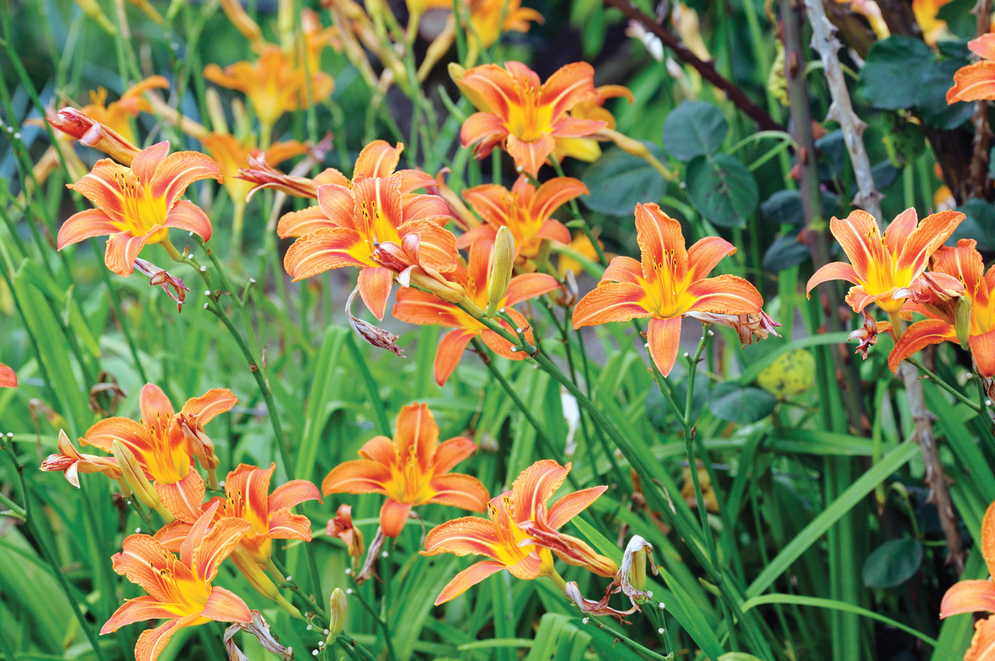 Hemerocallis fulva