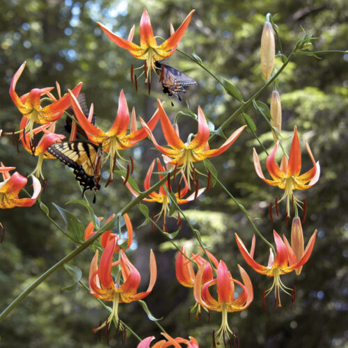 Lilium superbum with pollinators_ctsy Mt Cuba Center