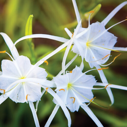 Spider lily Photo courtesy Mt. Cuba Center