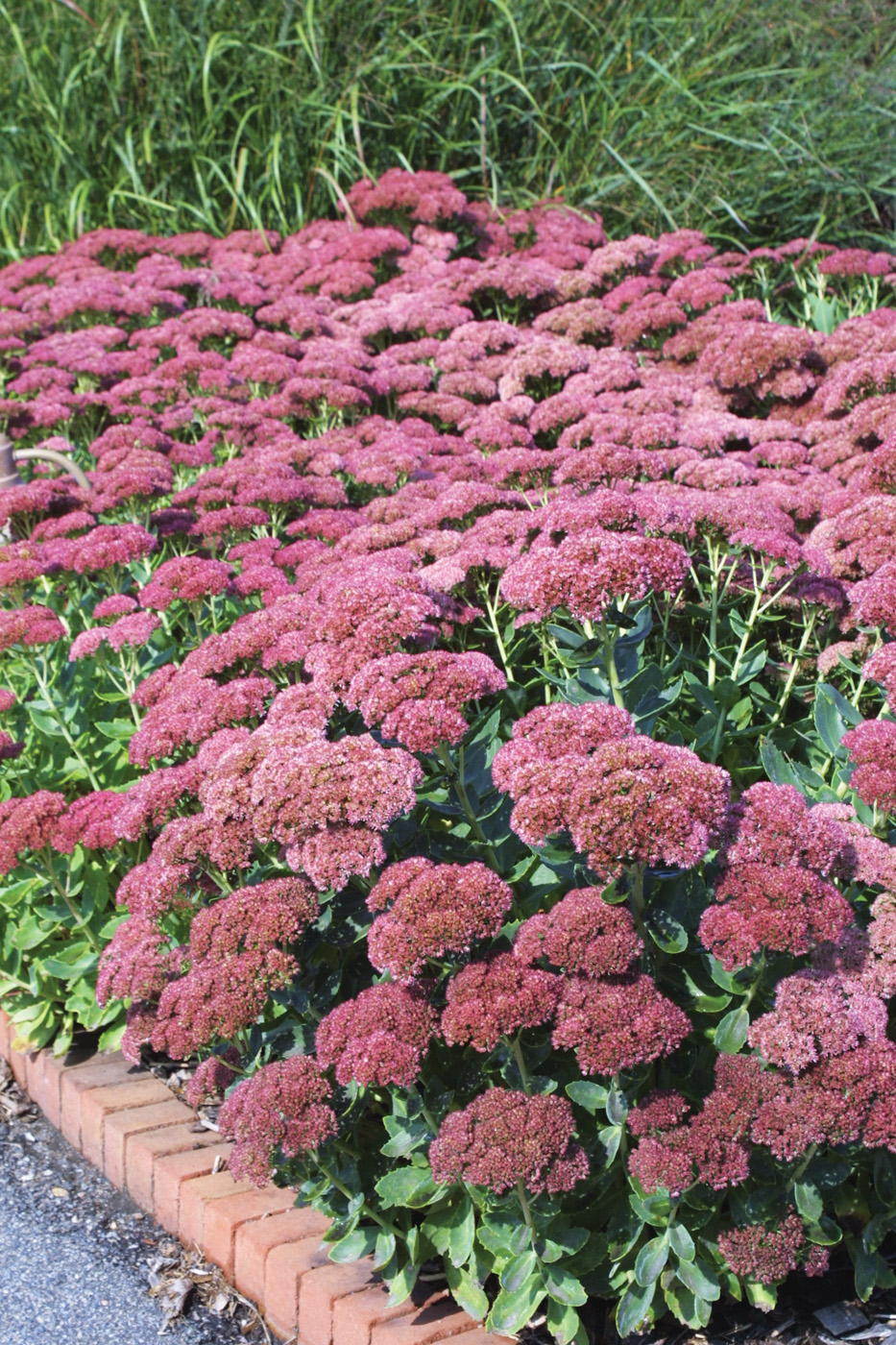 Sedum Autumn Joy