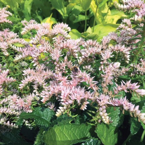 Sedum pulchellum photo by Nancy J Ondra