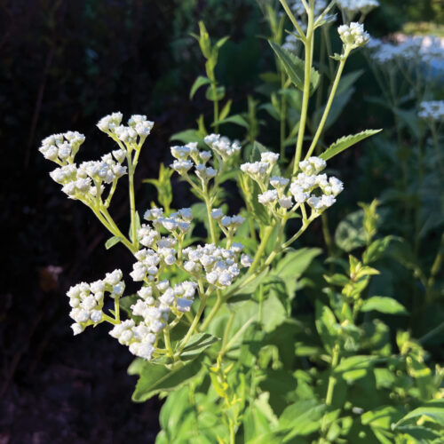 Parthenium integrifolium_ctsy Mt Cuba Center