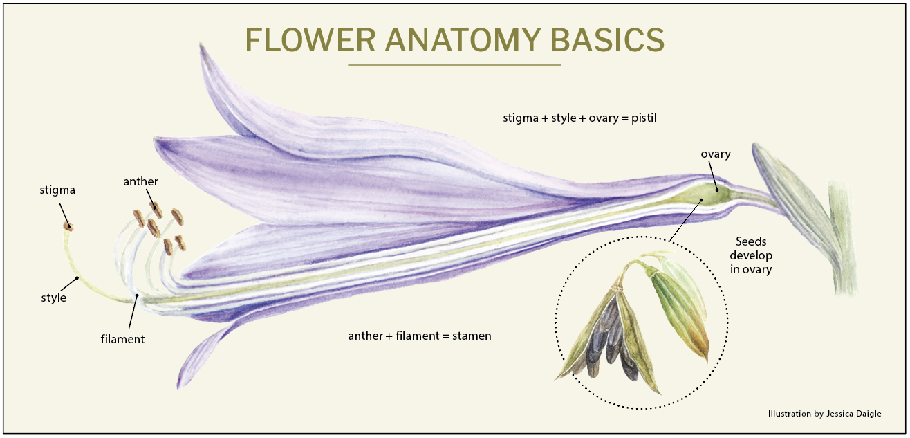 Anatomy of a flower Illustration by Jessica Daigle