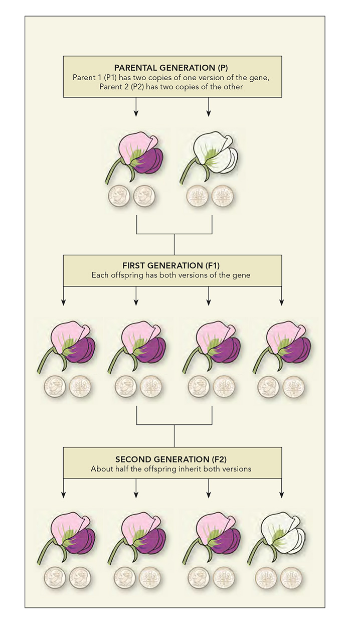 Plant traits breeding basics graphic