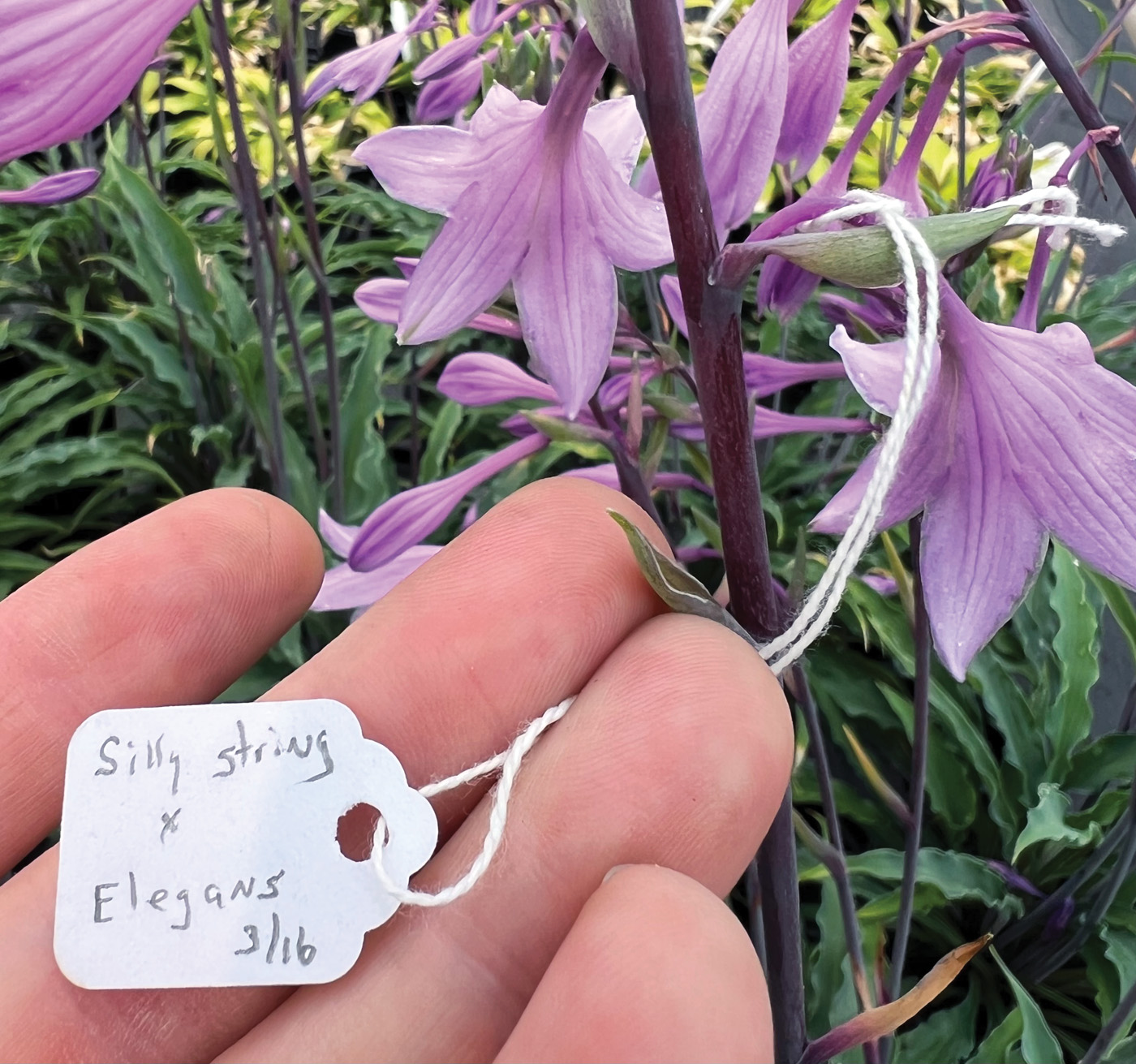 Plant Tag