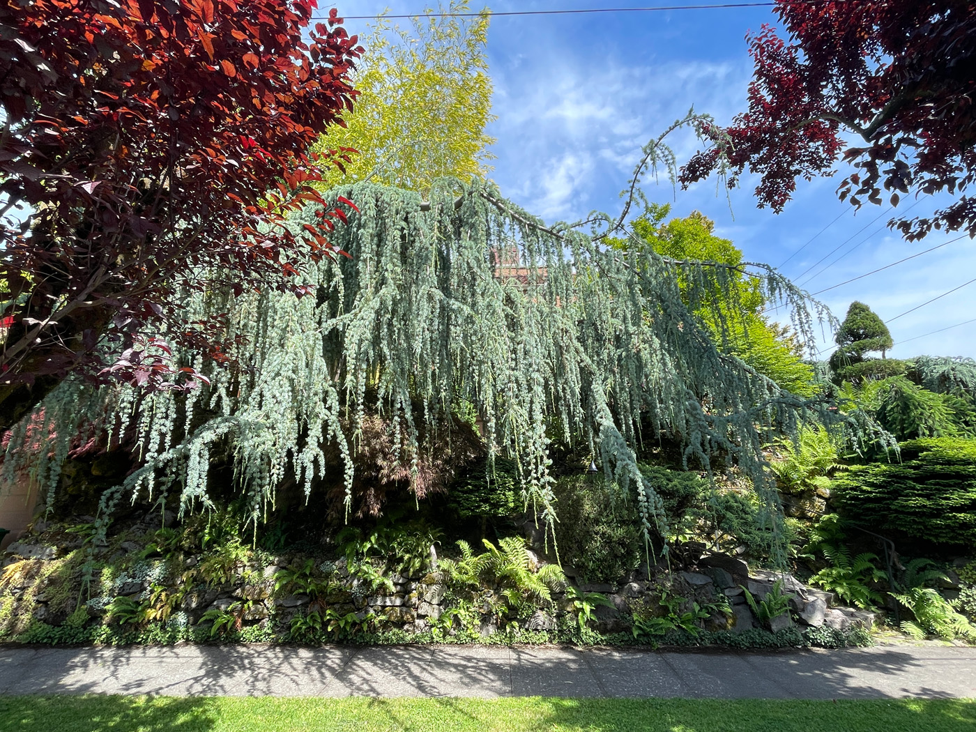 Weeping Blue Atlas Cedar courtesy of Loree Bohl