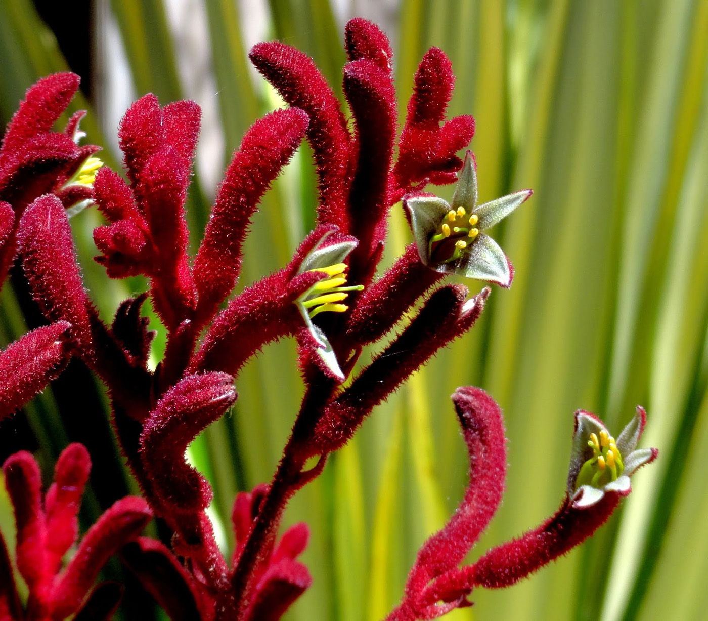 Kangaroo paw ctsy of Loree Bohl