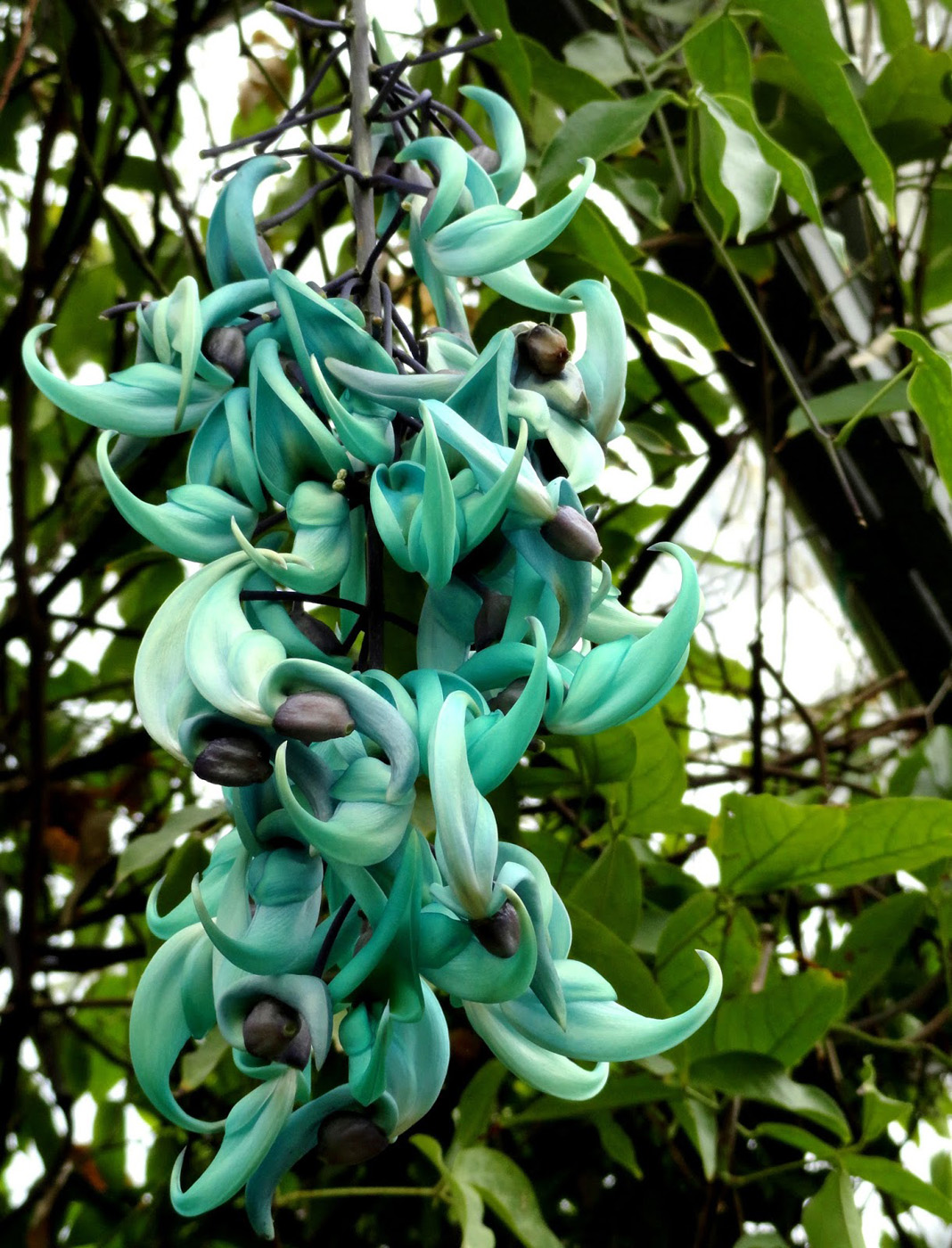 Strongylodon macrobotrys ctsy of Loree Bohl