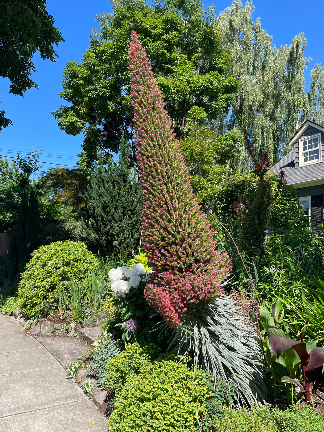 Echium wildpretii ctsy of Loree Bohl