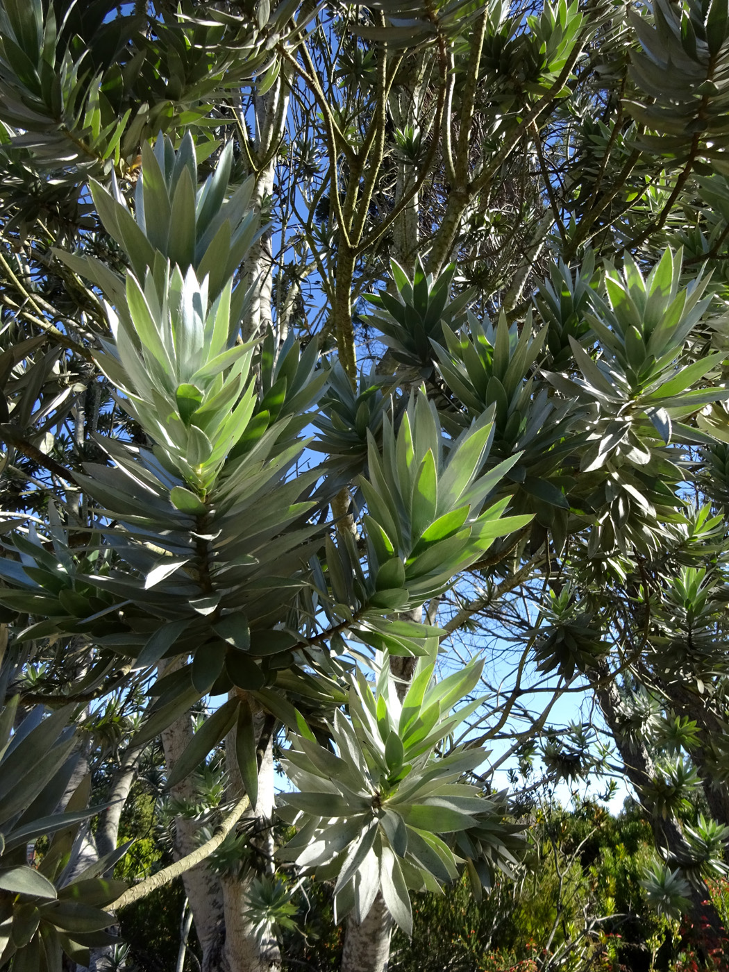 Leucadendron argenteum courtesy of Loree Bohl