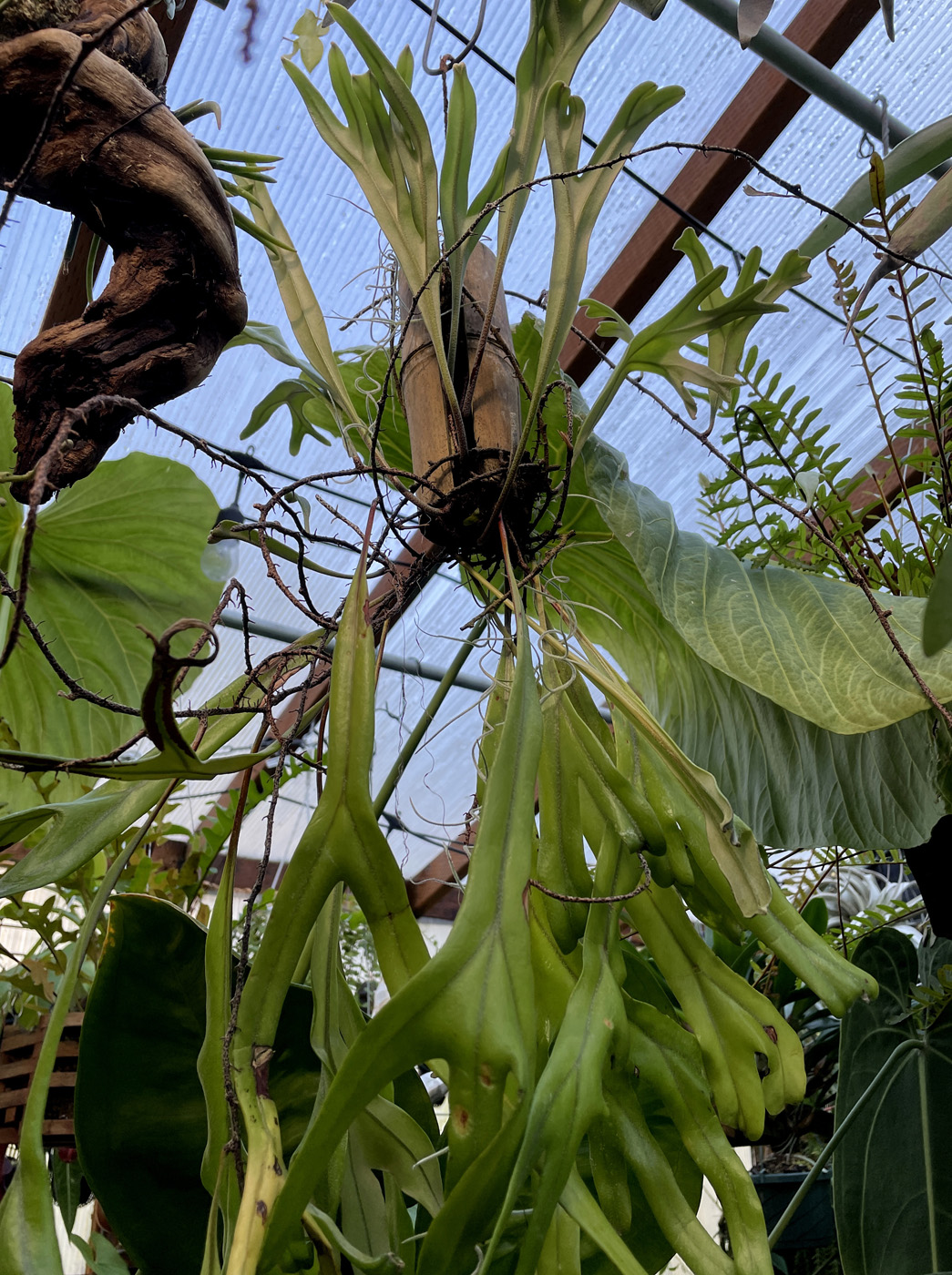 Pyrrosia longifolia courtesy of Loree Bohl