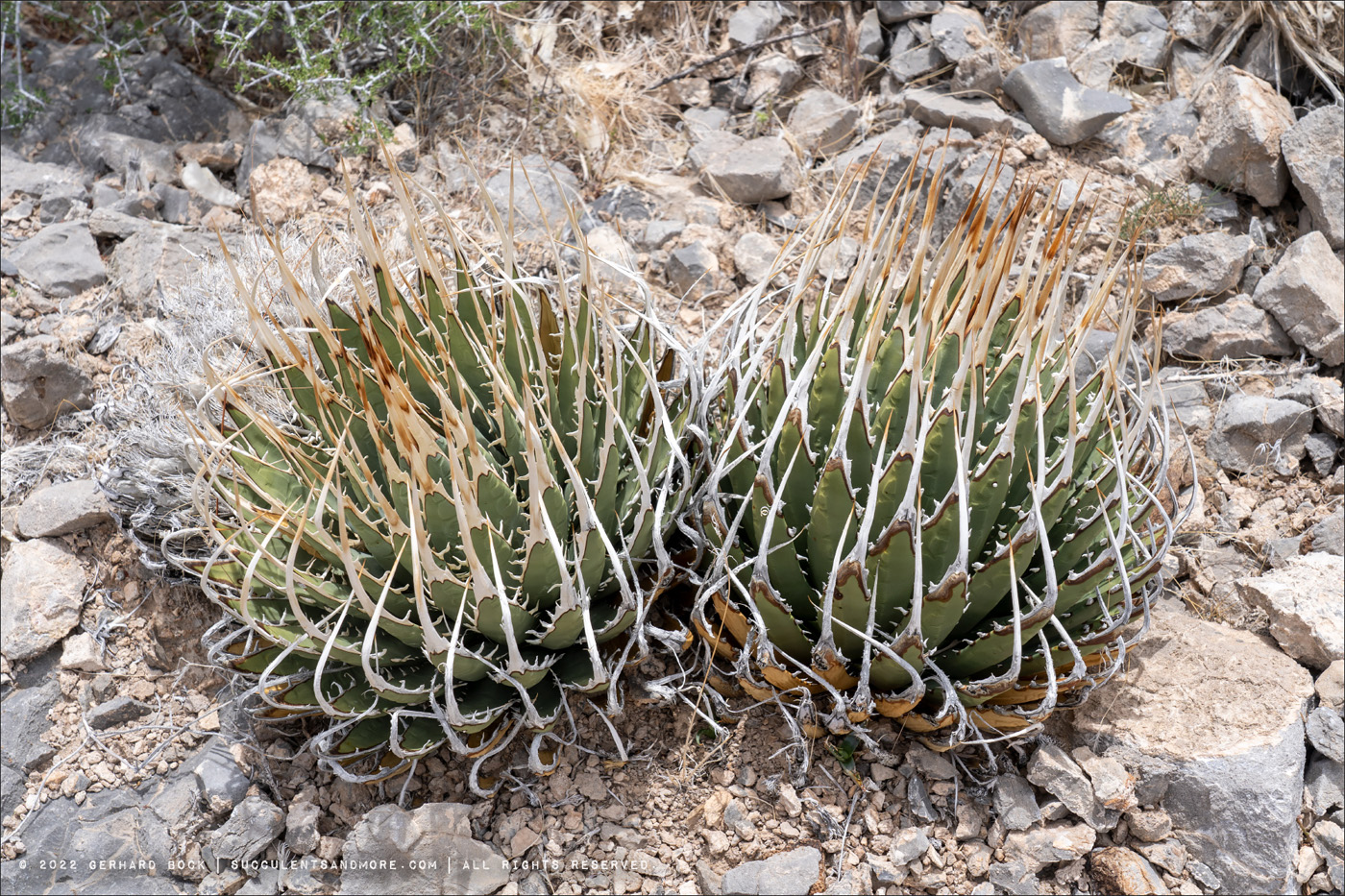 Agave utahensis Gerhard Bock succulentsandmore.com