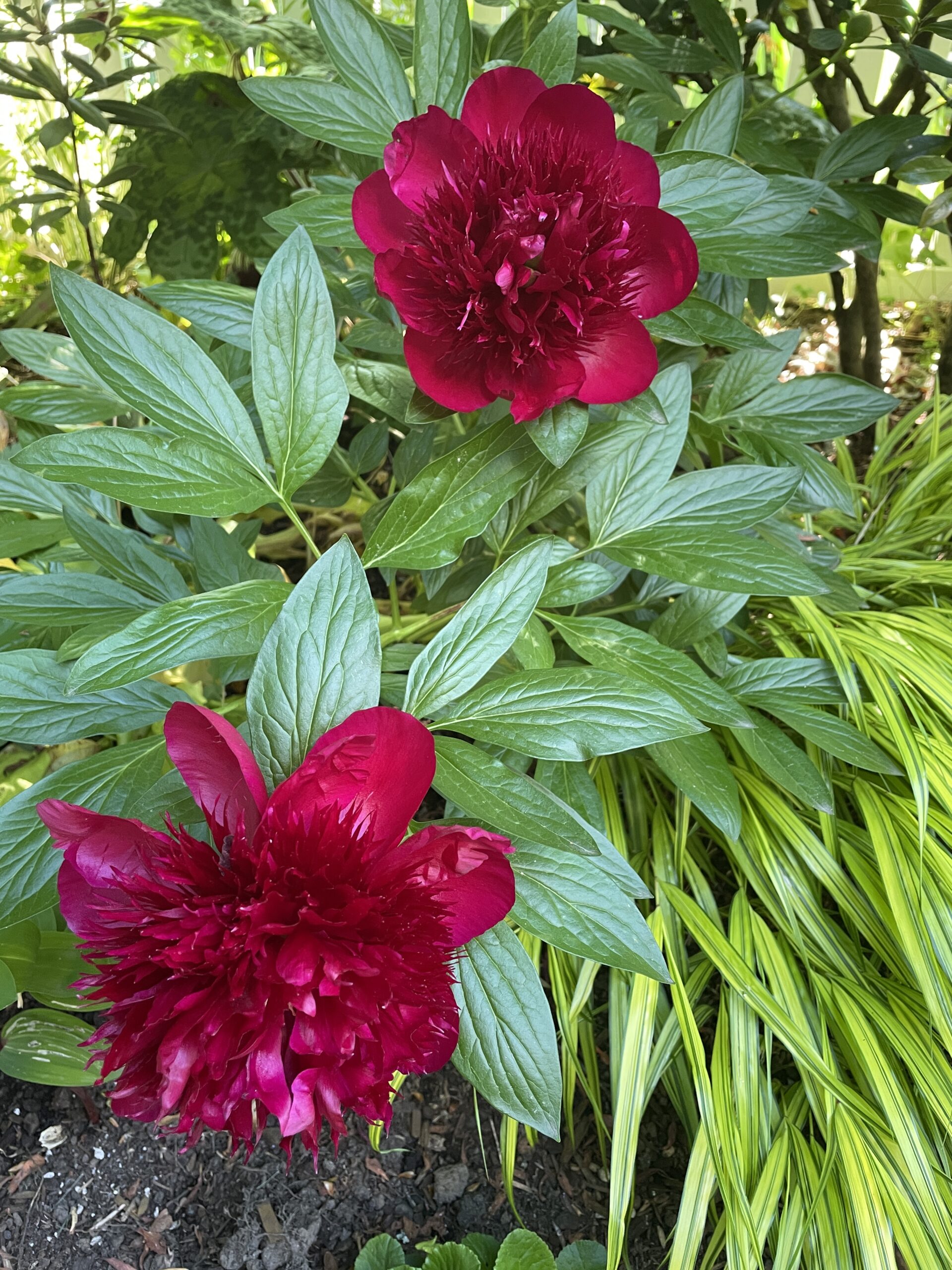 Peony